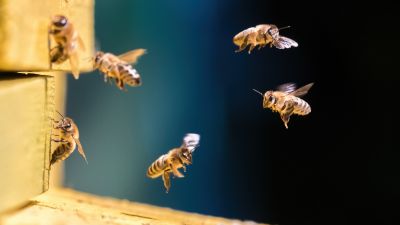 Bee Hive Removal