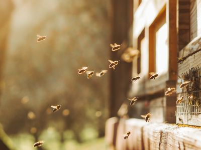 Bee Hive Removal