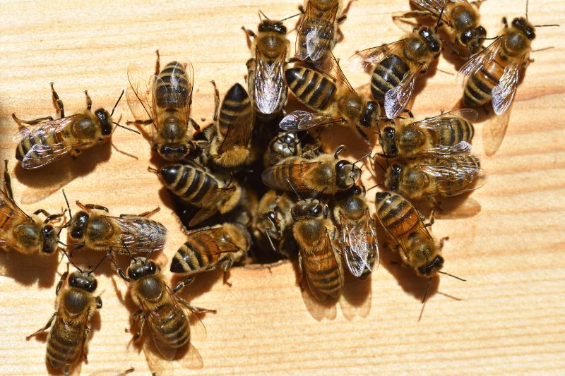 Bee Hive Removal
