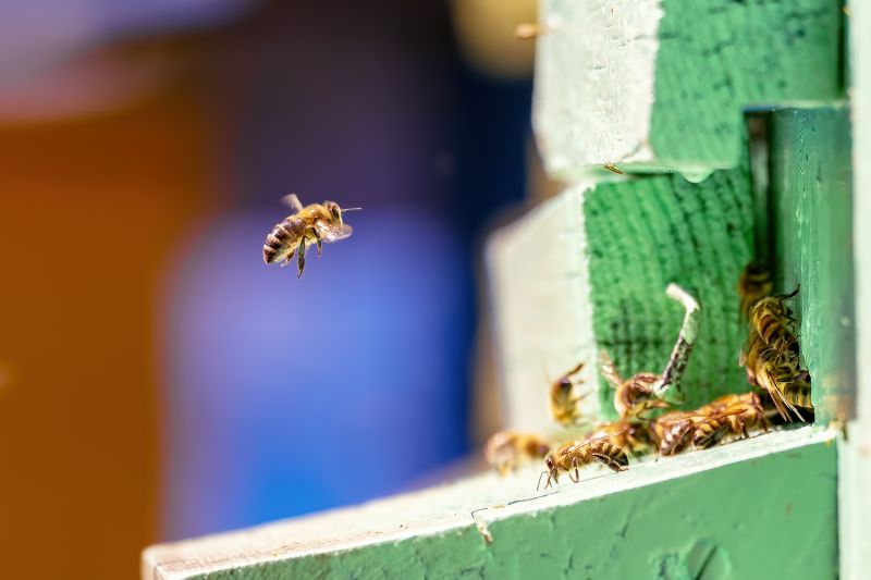 Cost of Bee Hive Removal — Cost of Bee Hive Removal