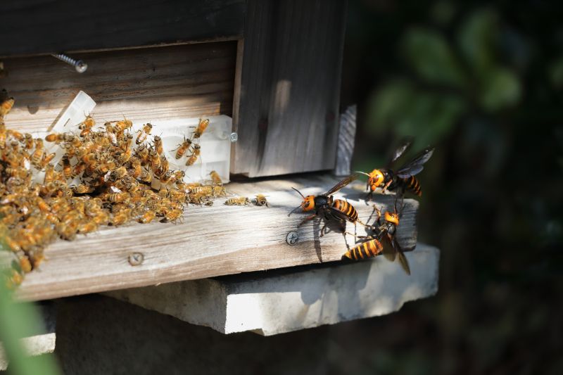 Cost of Bee Hive Removal — Cost of Bee Hive Removal