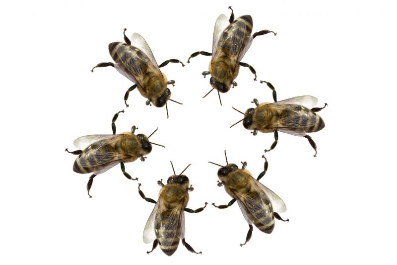 Summer Hive Management