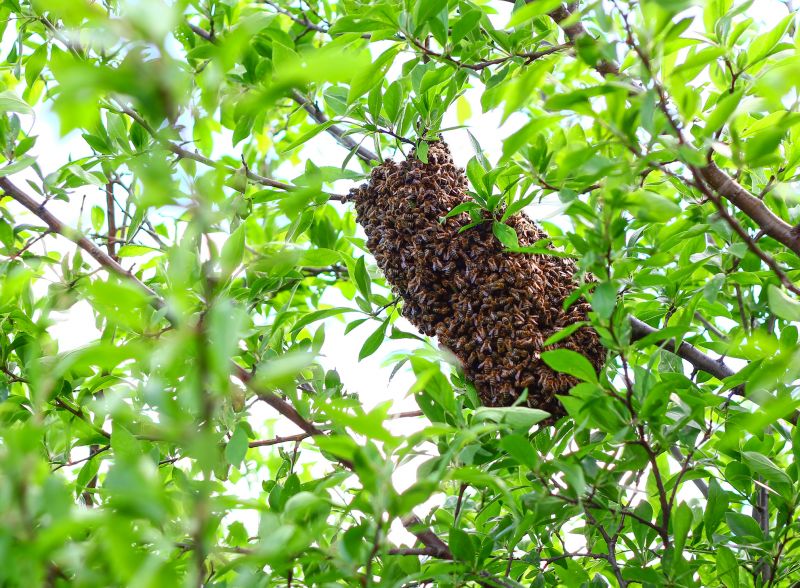 Avoid Future Infestations