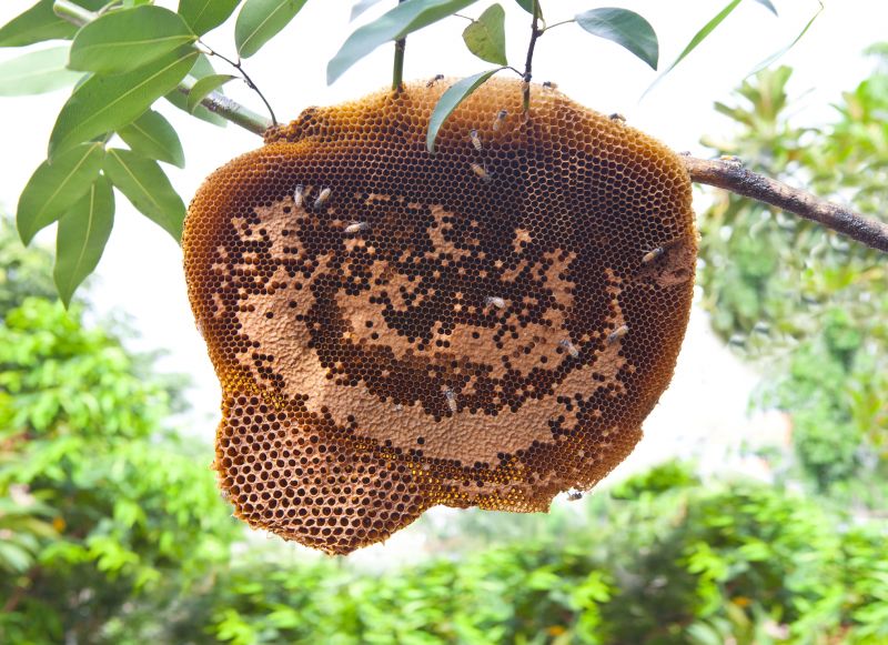 Preserve the Bee Colony